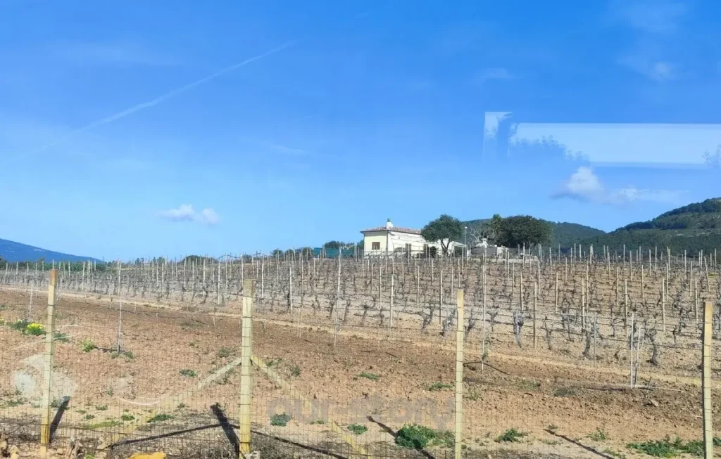 5 obiective turistice pe care sa nu le ratezi in Alghero 23 Domeniu viticol in Alghero