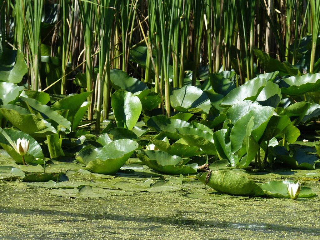 danube, danube delta, delta, tulcea, southeast europe, nature, danube cruise, landscape, river cruise, romania, reed, water lily, water, danube delta, danube delta, danube delta, danube delta, danube delta, romania