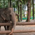 Sanctuar elefanti Krabi