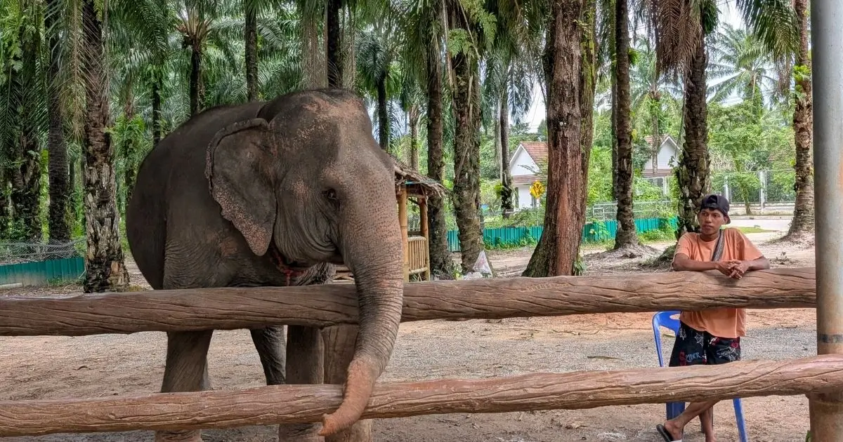 Sanctuar elefanti Krabi