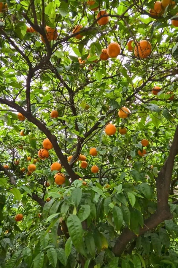 Portocali salbatici pe străzile Atenei